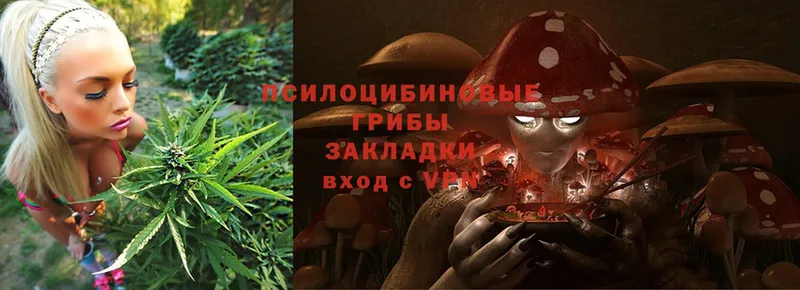 Псилоцибиновые грибы Cubensis  Барыш 